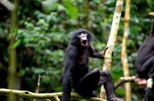 bonobo