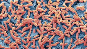e. coli