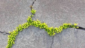 Green leaves growing through cracks in gray concrete.